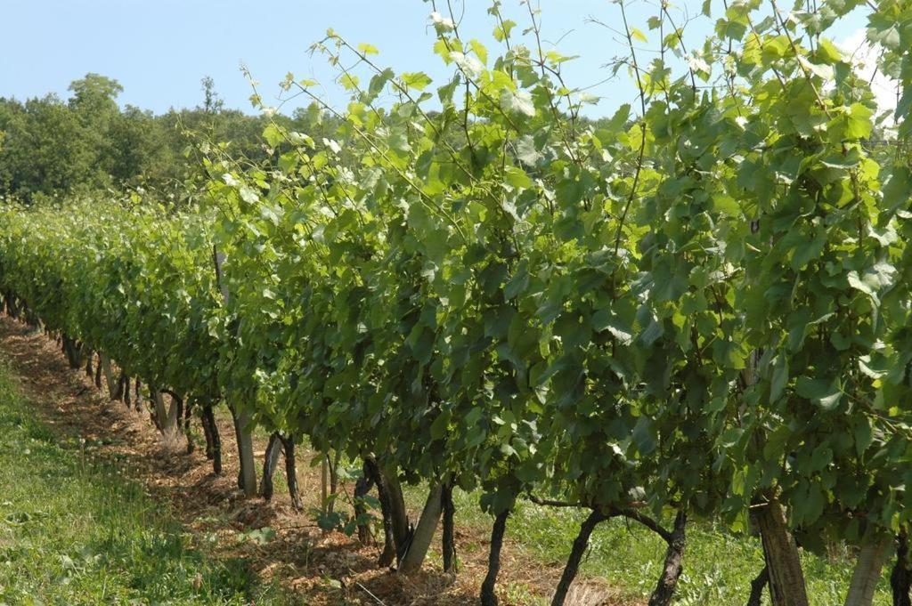 Chambres Sous Les Vignes Du Buttois Bussy-le-Grand Exteriér fotografie
